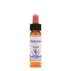Healing Herbs Vervain